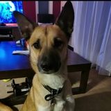 Hi my name is Ross, I offer dog walking, dog sitting and overnight sitting