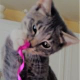 Available: Reliable,House and Loving Petsitter in Tustin.
