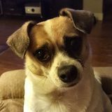 Animal lover with personal and professional animal care experience seeking job