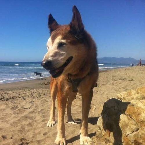 Pet Care Provider Jackie B's Profile Picture