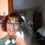 In home cat sitter for two persian cats.