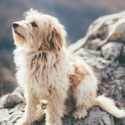 Pet Care Job D R's Profile Picture