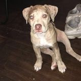 Looking For an Animal Lover Job in Alliance, Ohio