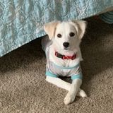 For Hire: Caring House Keeper in Cathedral City