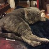 NEW JOB for Dorchester's Coolest Cat. Nov 8-12