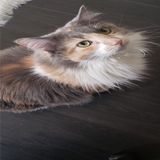 Job Opportunity: Cat Sitting Professional in San Bernardino, California