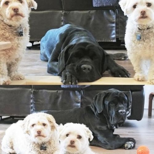 Pet Care Provider Sabrina C's Profile Picture