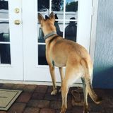 Dog Boarding and Exotic Pet Sitting Services Available!