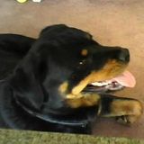 Experienced Nurturing Reliable Pet Sitter
