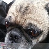 Need a animal loving pet sitter?