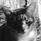 Cat Feeding Needed