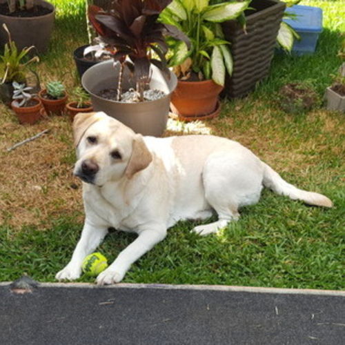 Pet Care Provider Sandy D's Profile Picture