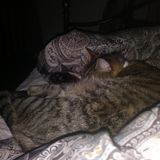 Name is Tristan Cooke
Offering pet sitting services described on the requirements list and more
