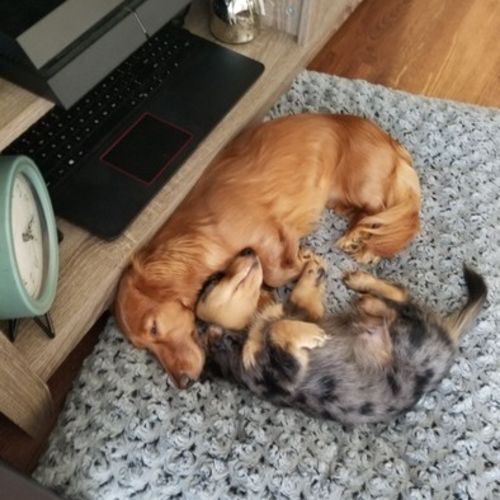 Pet Care Job Dave K's Profile Picture