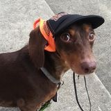 Pet Sitting Needed ASAP!