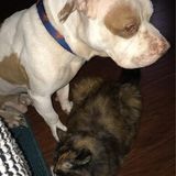 Opportunity for Long Beach Pet Service Provider