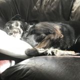 Regular dog walker needed