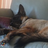 Trusted, Loving, Pet Sitter/Walker