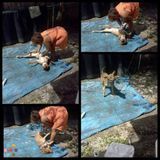 Excellent Pet Care Provider Available Today