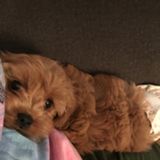 Overnight Dog Sitter Needed Immediately
