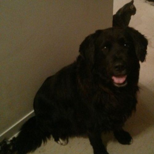 Pet Care Provider 's Profile Picture