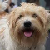 Searching for a reliable Petsitter