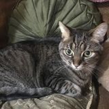 Skilled Animal Lover Available Immediately