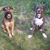 Certified Dog Trainer Offerring Pet Sitting