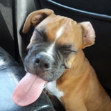 Pet Sitting Offered in Weslaco & Donna Tx , Text My Number Or Call I'm In love With Animals.