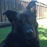 I'll Treat Your Animals Like They Are Part Of My Own Family