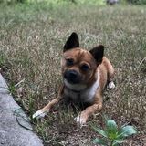 Able to take give your dog great care!