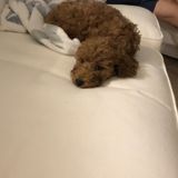 Poodle pup looking for a sitter