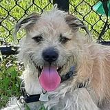 Margate, Coconut Creek, Coral Springs and Parkland Dog Walker and sitter available, flexible schedule.