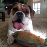 College student with flexible schedule ready to love your pets!