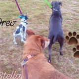 Pet Care Provider in Augusta, Georgia
