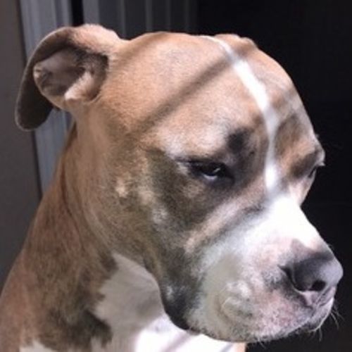 Pet Care Provider Anthony M's Profile Picture