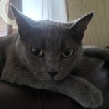 Pasco Pet Caretaker Available For Job Opportunities in Florida