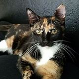 Pet lover and caretaker here to help!