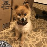 Flexible Dog Sitting Professional in Bergen County area