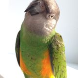 Housesitter Needed for June 29-July 5