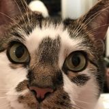 Summer sitter needed for 2 kitties