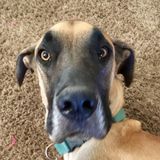 Experienced pet owner wants to be your pet sitter! Big and small, Ive had them all!