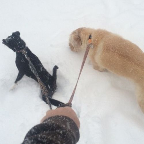 Pet Care Job Scott McDuffee's Profile Picture