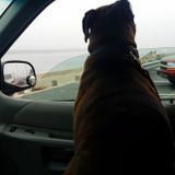 Im Tina, I am offering dog walking, pet sitting.