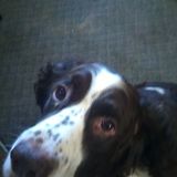 Experienced Flexible Dog Walker with references
