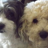 Reliable, qualified pet lover at your service!