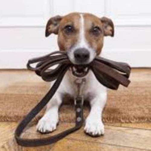 Pet Care Provider David B's Profile Picture