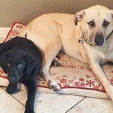 Petsitter and Dogwalker in Countryside!