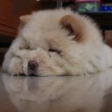 Available:Pet Sitting Professional in Windsor