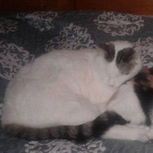 Pet Care Provider Johanna P's Profile Picture
